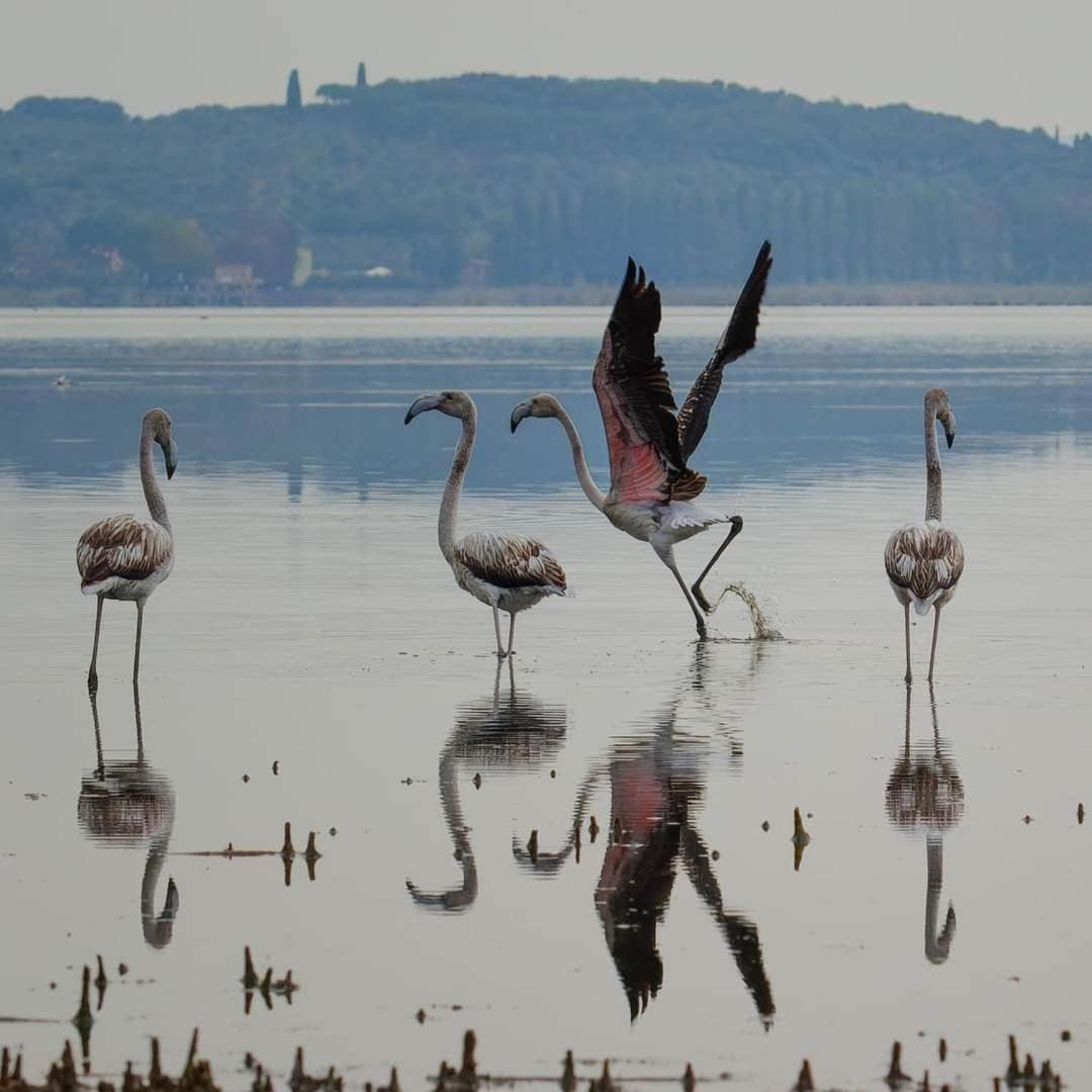 Chalet Sul Trasimeno SantʼArcangelo Εξωτερικό φωτογραφία